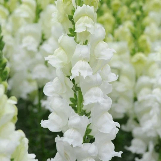 Львинный зев Потамак F1 100 семян белый, Pan American flowers