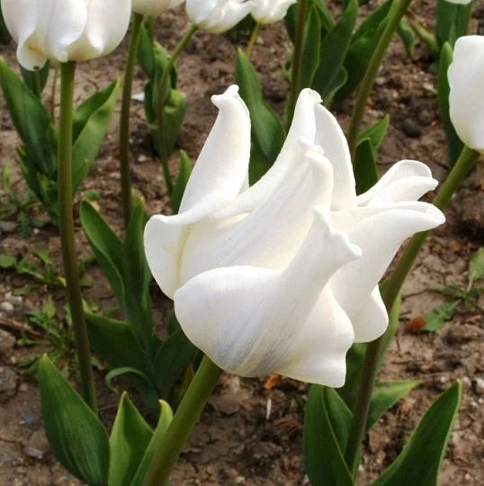 Тюльпан White Star 3 шт лилиевидный , De Ree (10399)