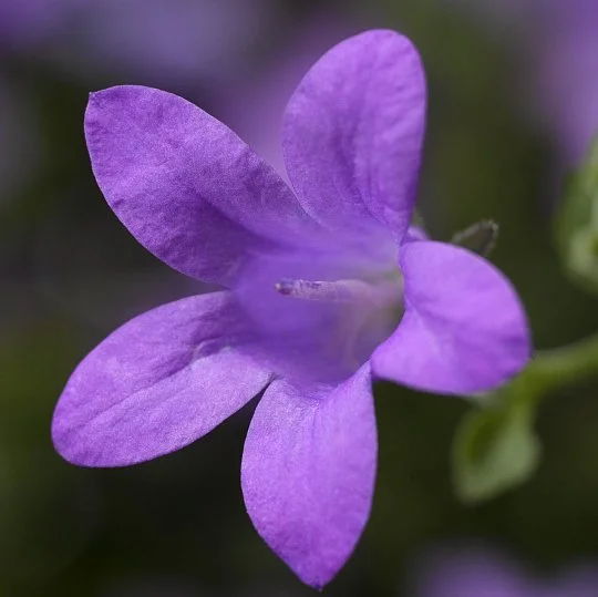 Дзвіночок Клоквайз F1 синій 100 насінин - Фото 3