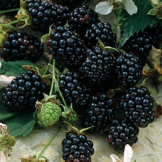 Ожина Лохнес середньопізня - Фото 2