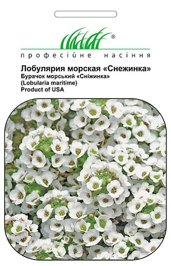 Лобулярия морская (Алиссум) Снежинка 20 семян белая, Pan American flowers