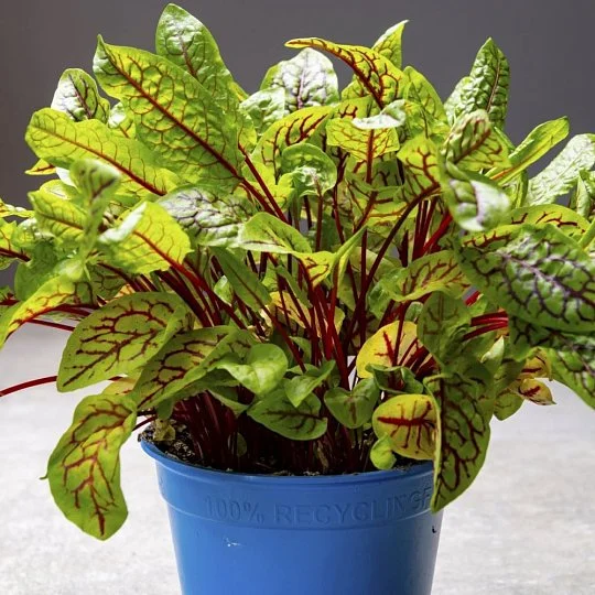 Щавель Бладі Док 0,2г, Hem Zaden