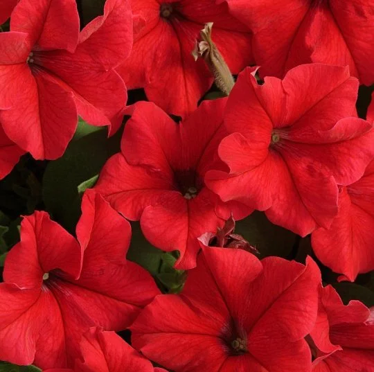 Петуния грандифлора Суперкаскад F1 красная 1000 семян, Pan American flowers