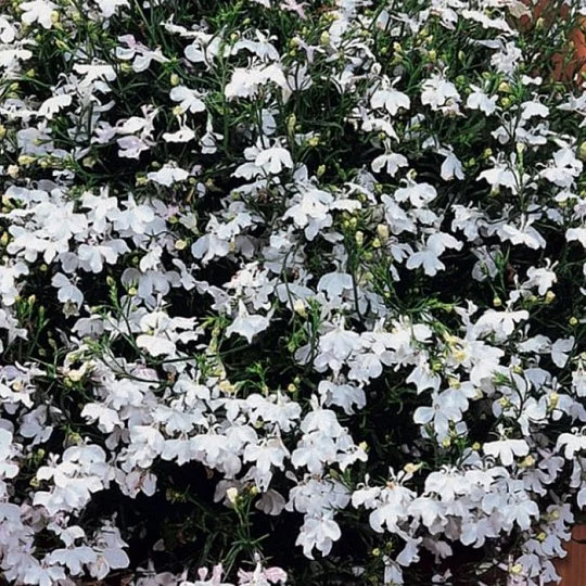 Лобелия каскадная Регатта 200 дражированных семян белая, Pan American flowers