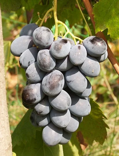 Саженцы винограда "Воловье око", Институт Таирово