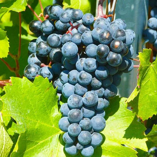 Саджанці винограду Акалон