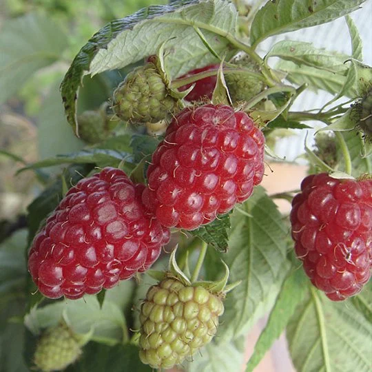 Малина Зюгана червона ремонтантна - Фото 2