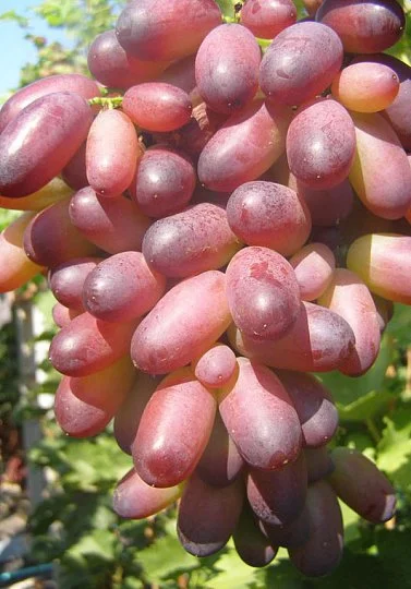 Саженцы винограда "Виктор"