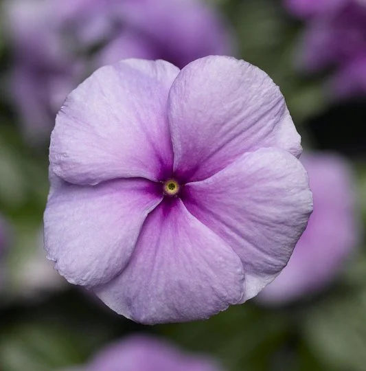 Катарантус СанШторм F1 100 семян пурпурный, Syngenta Flowers