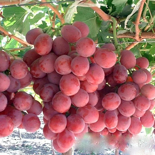Саженцы винограда Ред Глоб