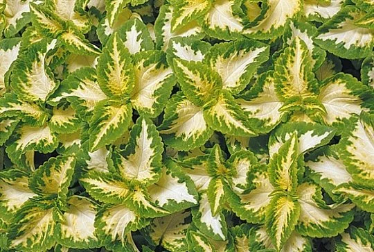 Колеус Блюма Визард 100 семян бело-зеленый, Pan American flowers