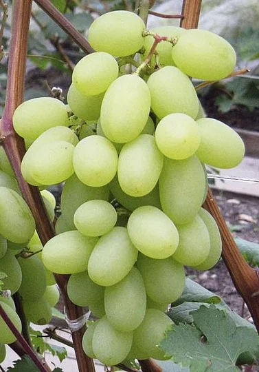 Саженцы винограда "Богатяновский"