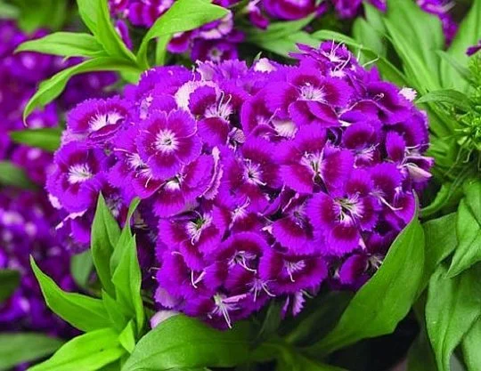 Гвоздика турецкая Барбарини F1 100 семян пурпурная, Syngenta Flowers