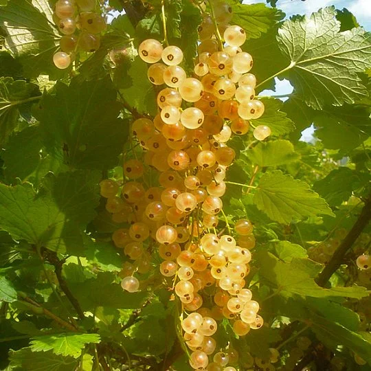 Смородина Імператорська жовта середньостигла - Фото 2