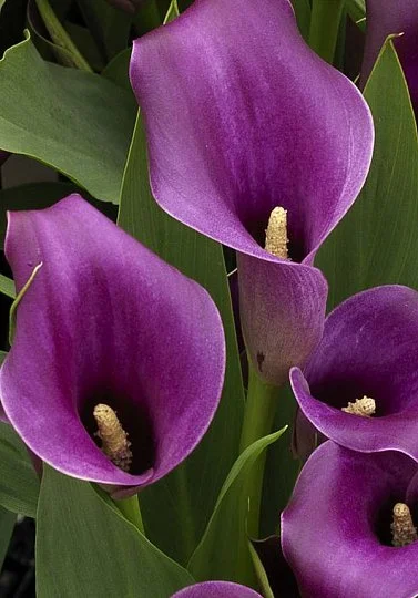 Калла Purple Sensation крупноцветковая (10148), De Ree