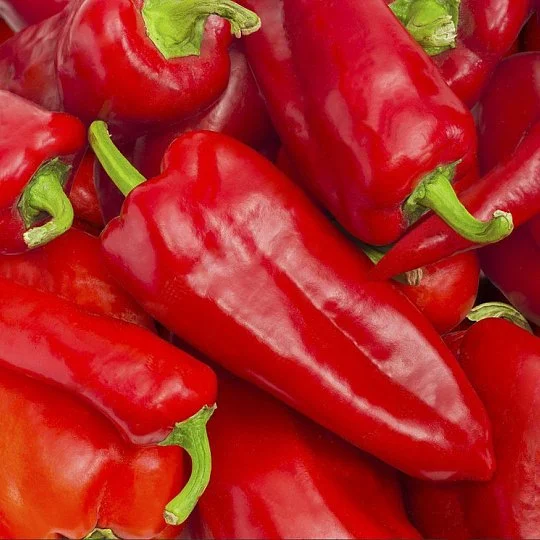 Перець Каспар F1 8 насіння середньоранній капію, Wing Seed - Фото 3