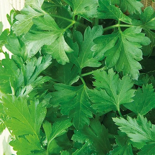 Петрушка Карнавал на развес, Агролиния