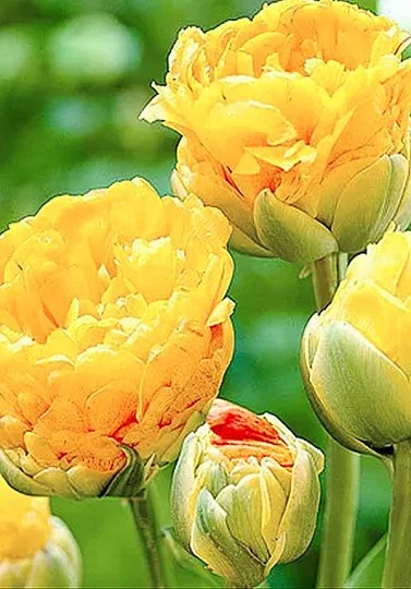 Тюльпан Double Beauty of Apeldoorn 3 шт махровый многоцветковый, De Ree (10245)