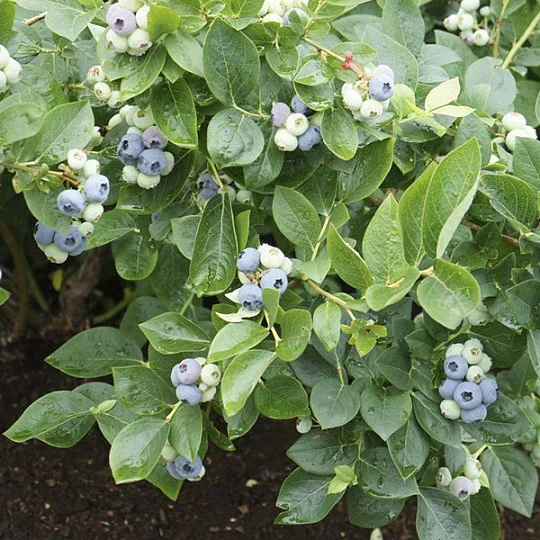 Чорниця Торо висота середньостигла - Фото 3