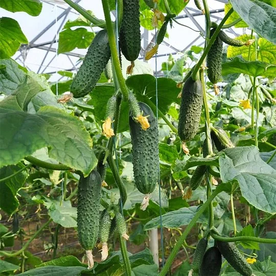 Огурец Каприкорн F1 самоопыляемый 500 шт, Yuksel Seeds