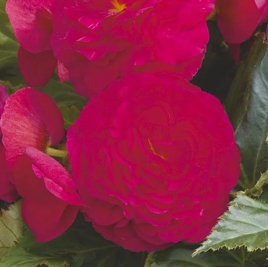 Бігонія бульбова Гоу-Гоу F1 100 насіння чері, Syngenta Flowers