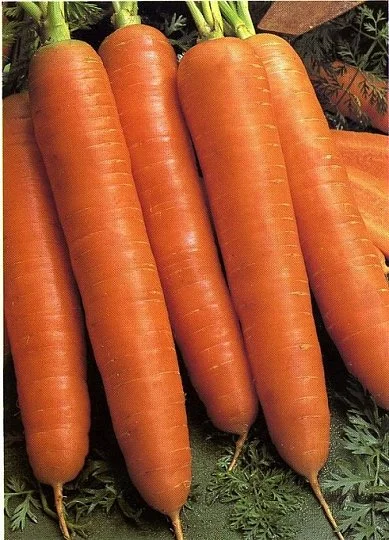 Морковь Королева осени 500 г поздняя, ТМ Витас - Фото 2