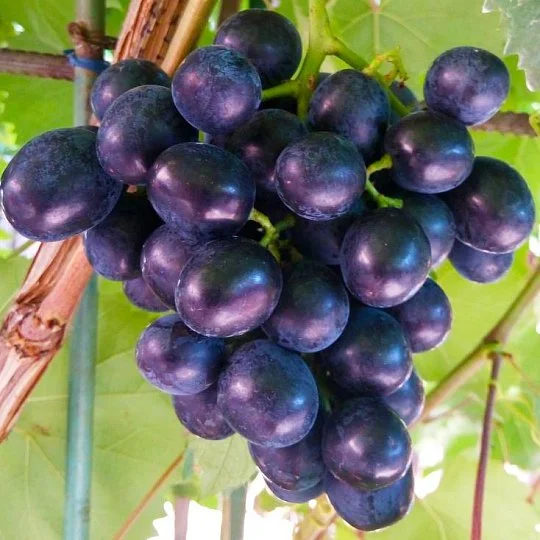 Саженцы винограда Памяти Небесной Сотни