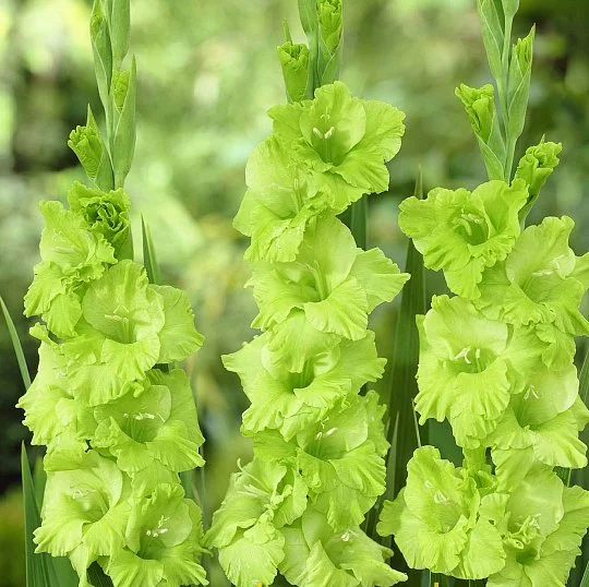Гладиолус Evergreen 3 шт крупноцветковый, De Ree