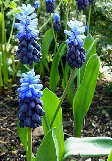 Мушкарі Latifolium (10330) - Фото 3
