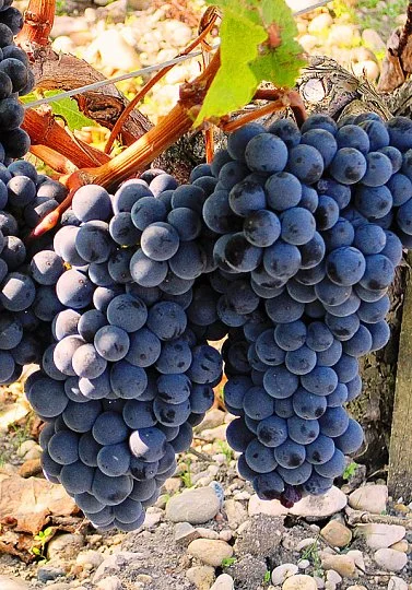 Саженцы винограда Мерло