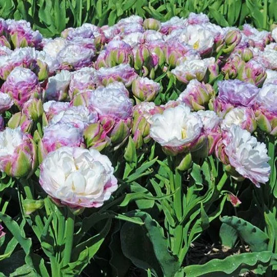 Тюльпан Peggy Wonder 3 шт махровый многоцветковый, De Ree - Фото 2
