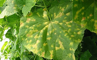 Вирус обыкновенной мозаики: симптомы и способы борьбы с болезнью.