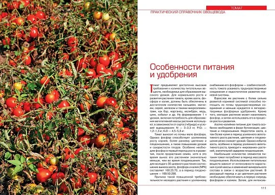 Томат: практический справочник овощевода - Фото 4
