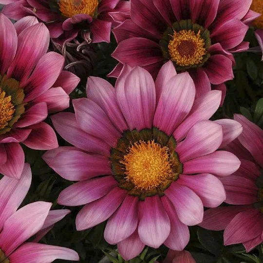 Газания Нью Дей F1 розовая 100 семян жестколистная, Pan American flowers