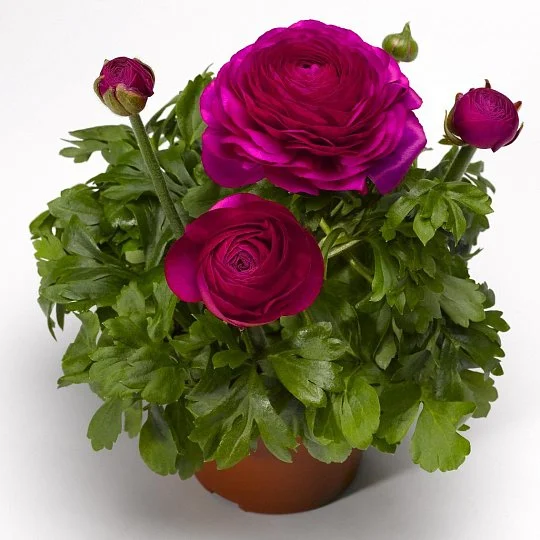 Лютик азиатский Мэджик F1 ярко-розовый 50 дражированных семян, Syngenta Flowers