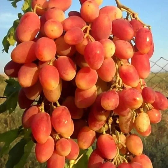 Саджанці винограду Анжеліка