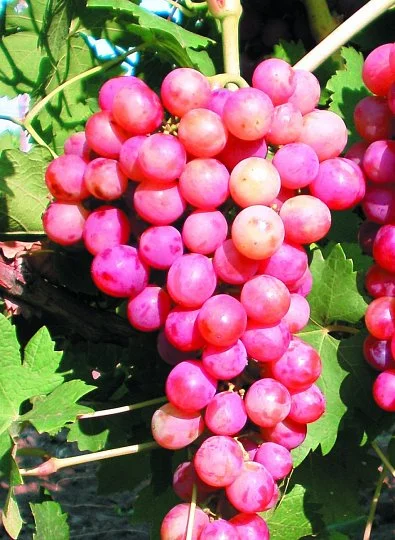 Саженцы винограда "Кардишах", Институт Таирово