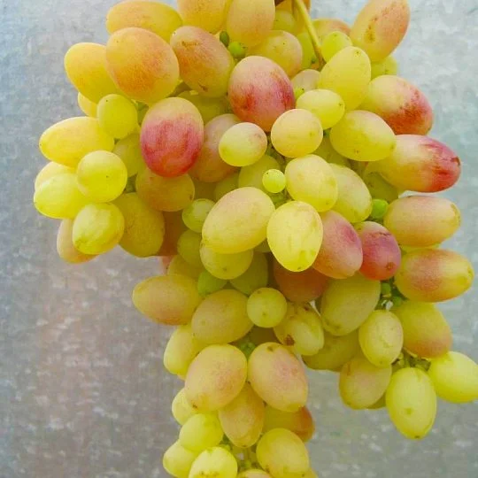 Саженцы винограда Тара мускат