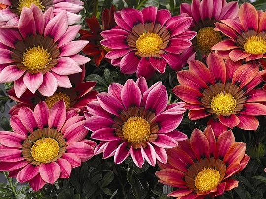 Газания Кисс F1 100 семян жестколистная розовая, Syngenta Flowers