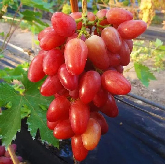 Саджанець винограду Казанова