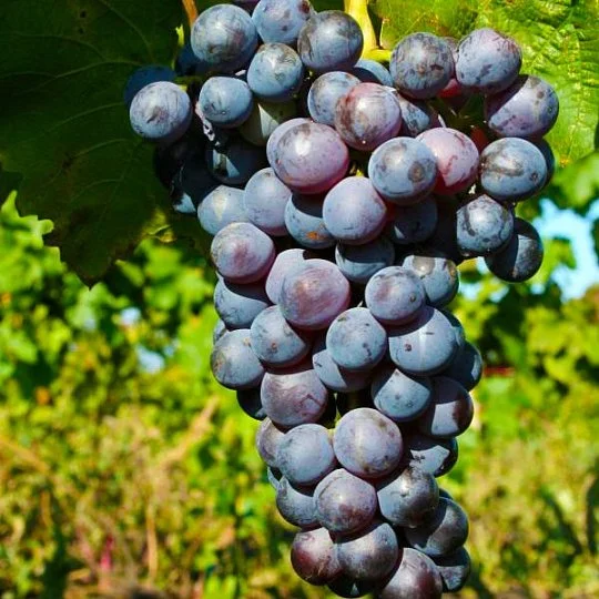 Саженцы винограда Ильичевский ранний