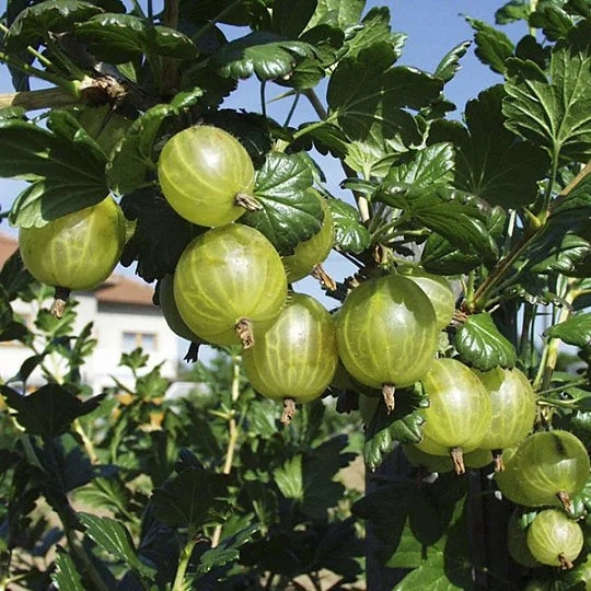 Агрус зелений Інвікту середньоранній - Фото 2