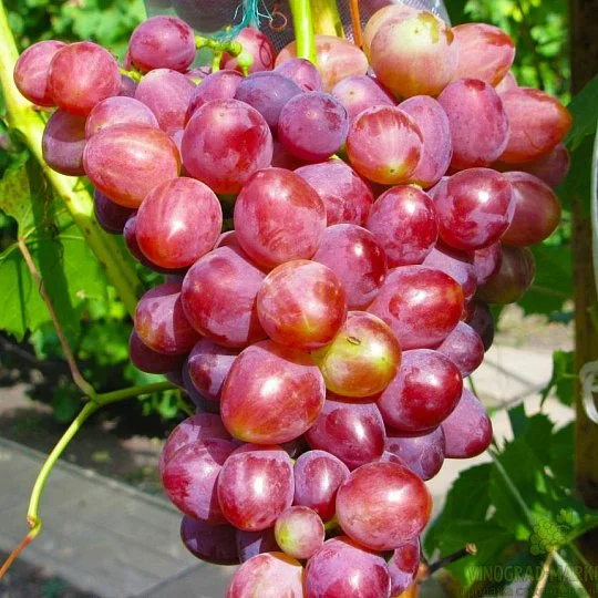 Саженцы винограда Прометей