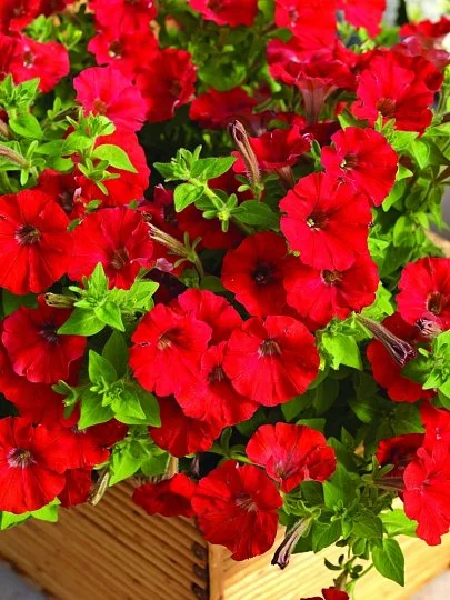 Петуния Пикобелла F1 200 дражированных семян красная, Syngenta Flowers