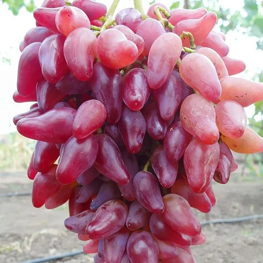 Саженцы винограда Фламинго