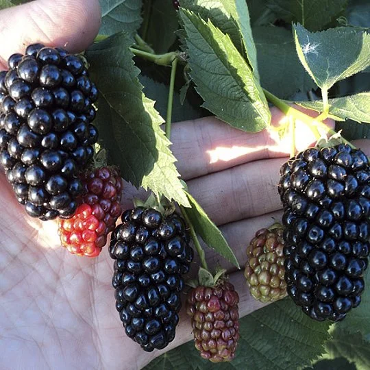 Ожина Натчез рання - Фото 2