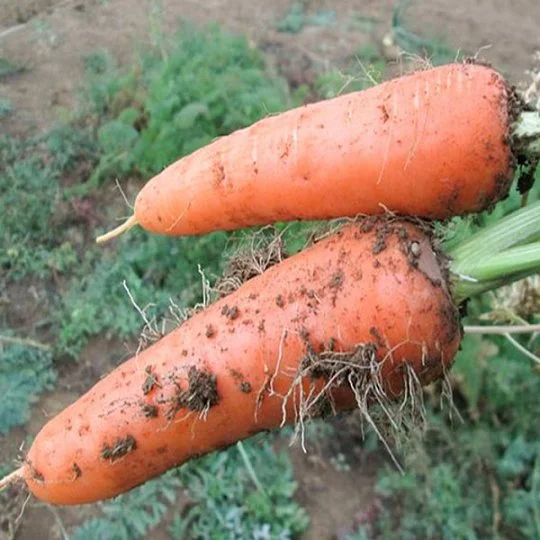 Абако F1 (1,8-2,0 мм) морковь 1 000.000 шт Seminis - Фото 2