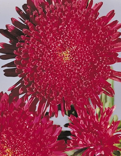 Астра китайская Принцесса Бенари 1000 семян красная, Benary flowers