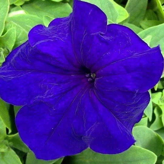 Петуния грандифлора Тритуния F1 синяя 1000 семян, Syngenta flowers