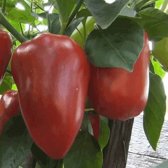 Перец Антей 200 г банка среднеспелый, ТМ Витас - Фото 2